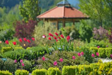 Blühende Blumen im Frühling im Naturhotel Molzbachhof