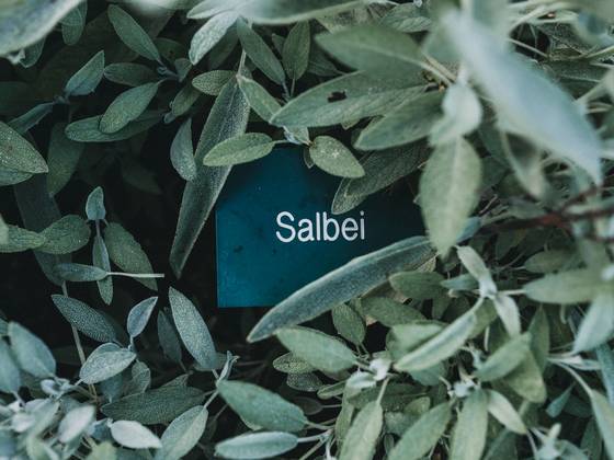 Salbeibusch mit einem Schild mit der Aufschrift "Salbei" in der Mitte.