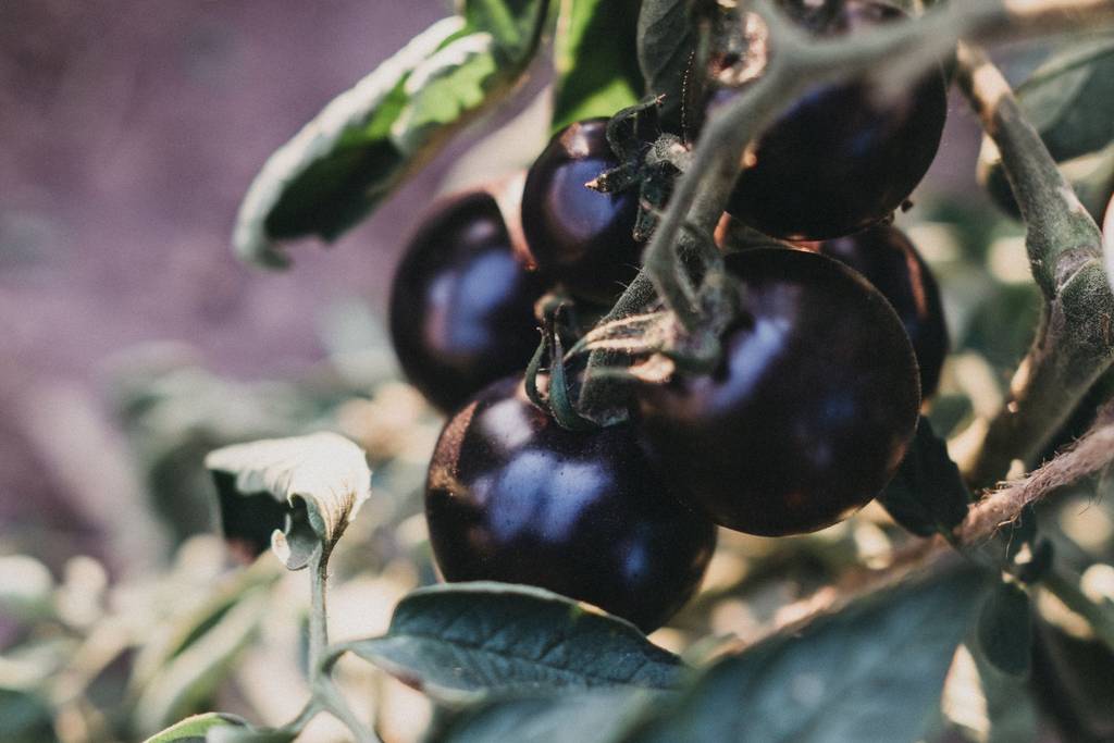 Foto von ultravioletten Tomaten.