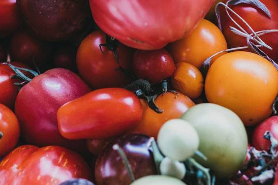 Rote, reife Tomaten mit grünen Stielen.