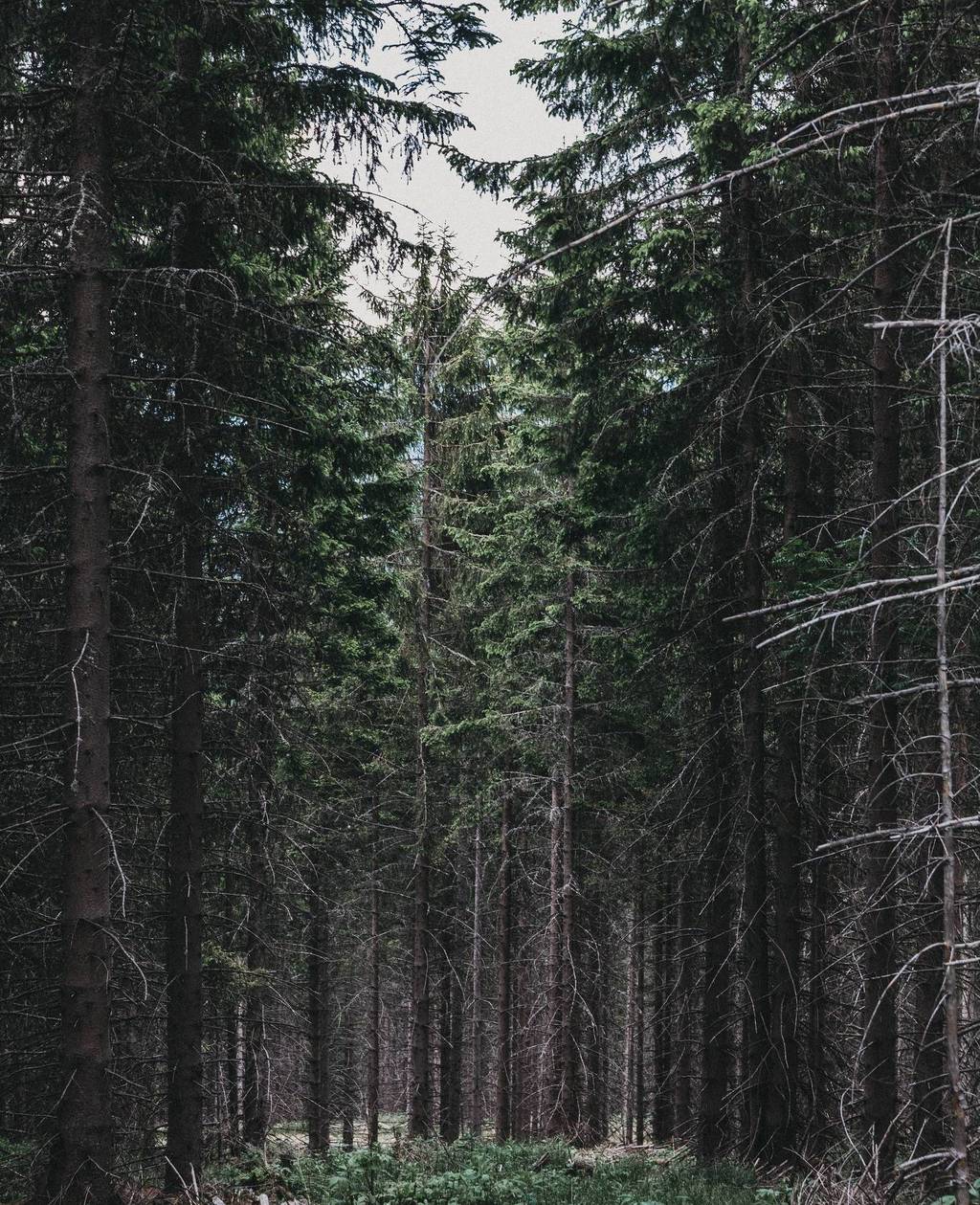 Wälder um Kirchberg am Wechsel