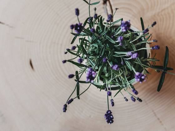 Dekoration im Wellnessbereich des Molzbachhof